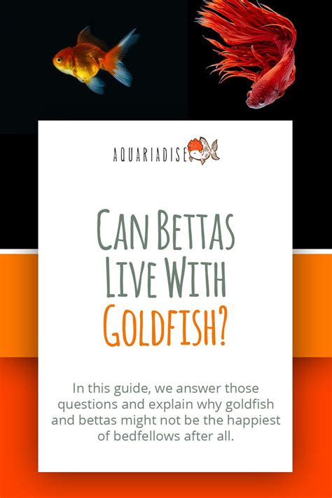 Can Bettas Live With Goldfish in the Same .